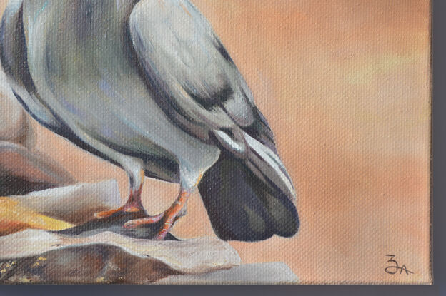 Grey pigeon standing on rocks 