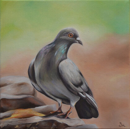 Grey pigeon standing on rocks 