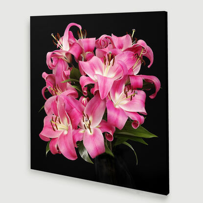 still life of pink lilly flowers on black background