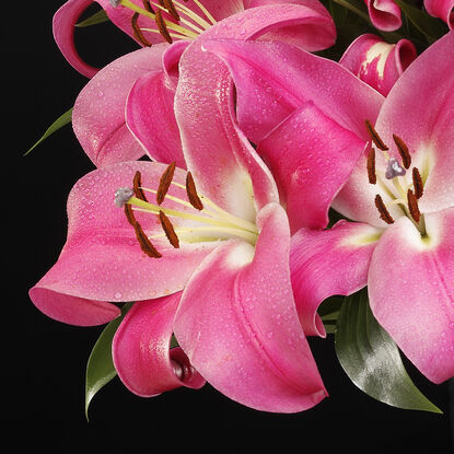 still life of pink lilly flowers on black background