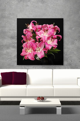 still life of pink lilly flowers on black background