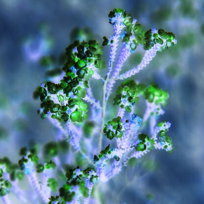 wildflowers on soft blue background