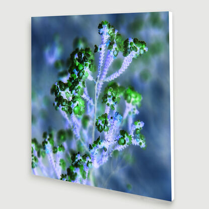 wildflowers on soft blue background