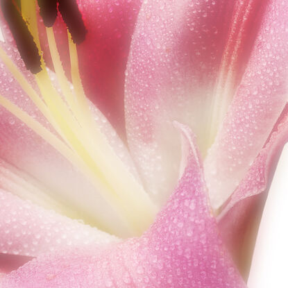 pink lilly flowers on black background