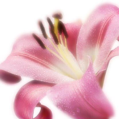 pink lilly flowers on black background