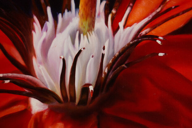 Red passion fruit flower in bloom