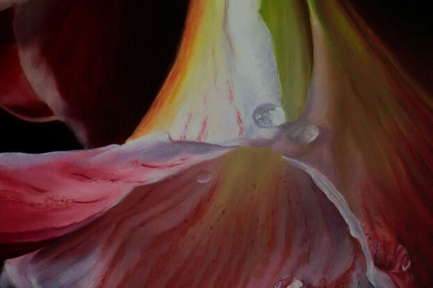 Realistic Amaryllis, white and red, dark background