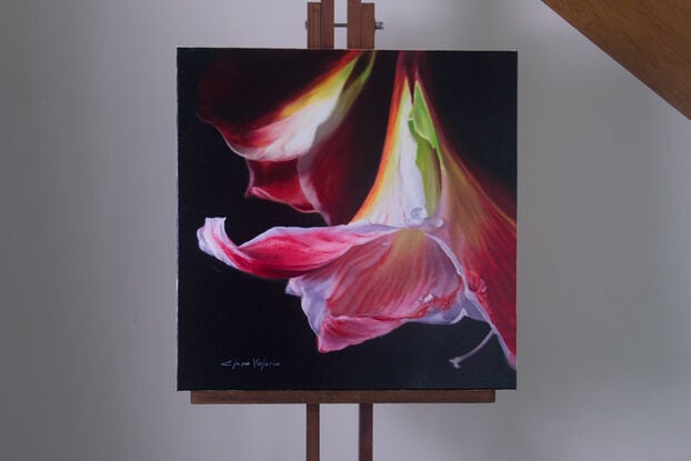 Realistic Amaryllis, white and red, dark background