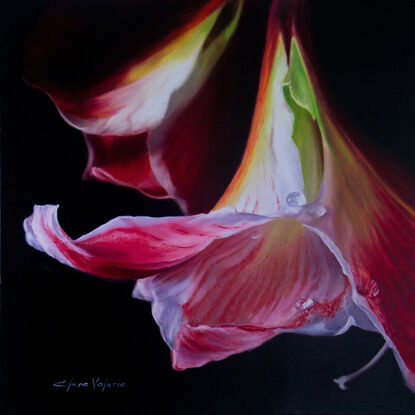 Realistic Amaryllis, white and red, dark background