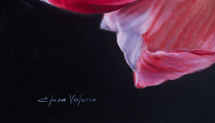 Realistic Amaryllis, white and red, dark background