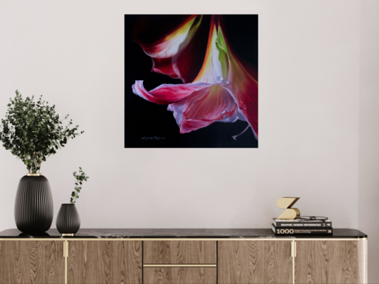 Realistic Amaryllis, white and red, dark background