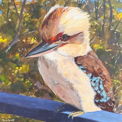 Kookaburra sitting in a landscape 