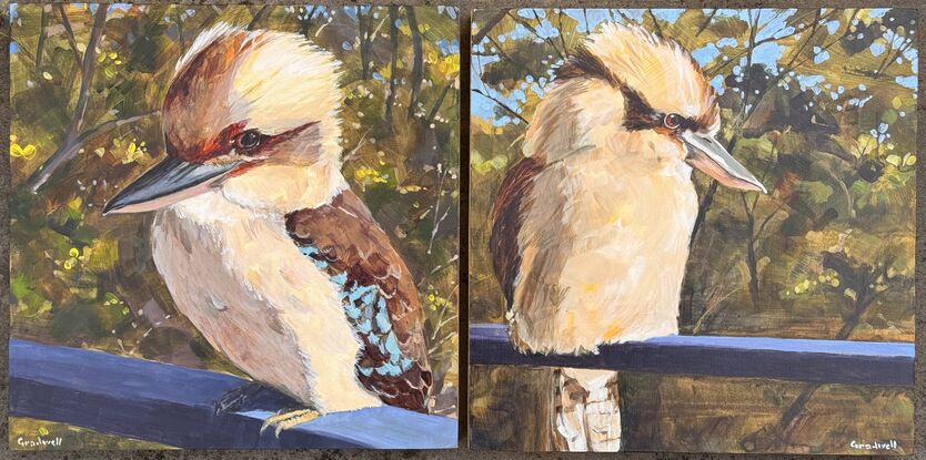 Kookaburra sitting in a landscape 