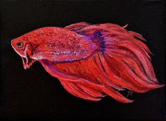 Four oil paintings of graceful blue, red and gold Siamese Fighting Fish, or Betta Fish on a black painted background. 