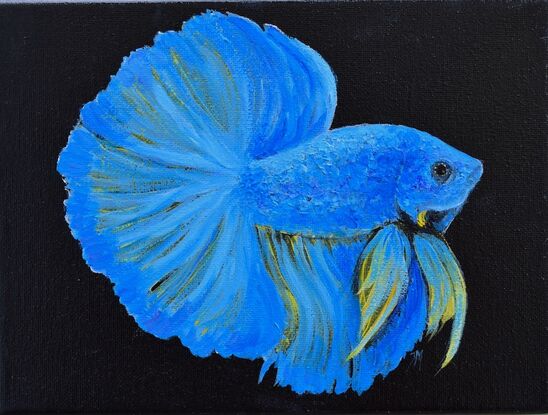 Four oil paintings of graceful blue, red and gold Siamese Fighting Fish, or Betta Fish on a black painted background. 