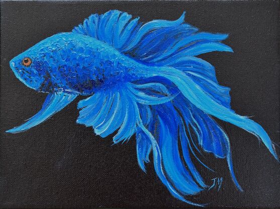 Four oil paintings of graceful blue, red and gold Siamese Fighting Fish, or Betta Fish on a black painted background. 