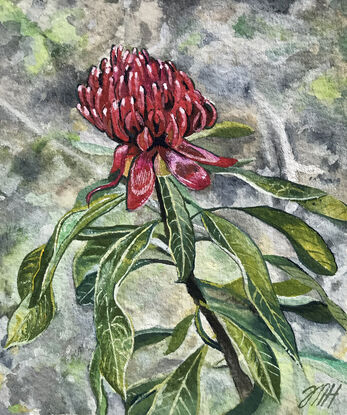 Red waratah in bush