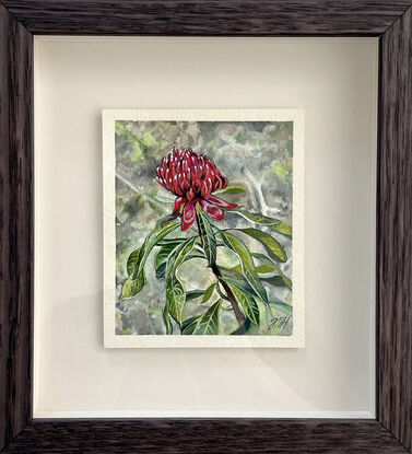 Red waratah in bush