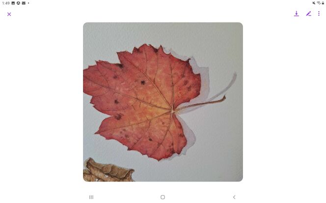 Three autumn leaves  