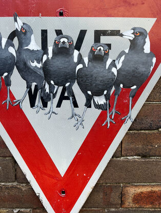 The Australian magpie is an icon . The call of a magpie can signal the feeling of home, and to have them around is considered good luck.
My Badmagpie series is an attempt to highlight the value of these treasured natives who are part of our Aussie scenery and synonymous with the Australian landscape. 
This painting, on a GIVE WAY sign titled GRAVITAS (seriousness and importance of manner, causing feelings of respect and trust in others) seeks to relay a mutual respect between us and these feathered beauties. 
The retired street sign is a nod to our urban environment and the adaptability of the magpie. Please note,  the street sign has been previously in use and has signs of its history, a few marks and a patina that relays its time in the street. 