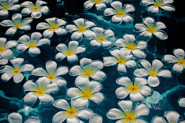 I'm in the Fiji Islands trying to use the pool and came across this spectacular image. I had to turn some flowers to make it look like this. It comes stretched in a floating frame. 