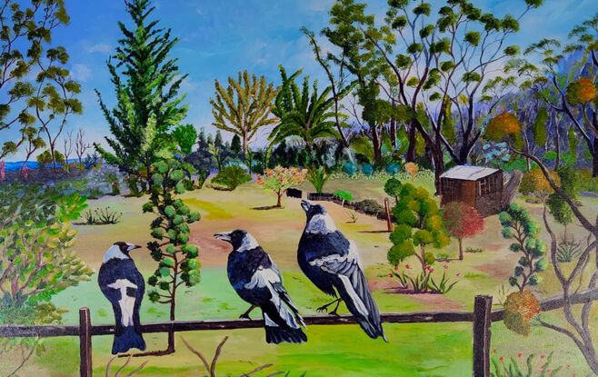 with a backdrop of the beautiful Blue Mountains National Park and a lovely garden with lots of shrubs and gum trees  and a shed, has two Australian Magpies sitting on a fence with another one just about to land with two of them singing their song