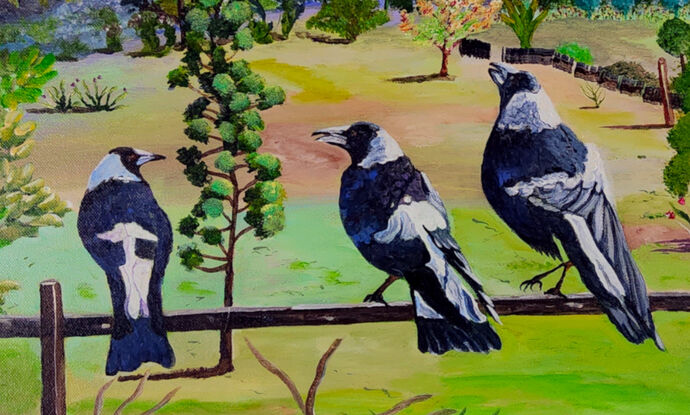 with a backdrop of the beautiful Blue Mountains National Park and a lovely garden with lots of shrubs and gum trees  and a shed, has two Australian Magpies sitting on a fence with another one just about to land with two of them singing their song