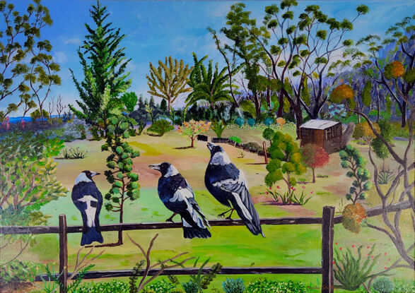 with a backdrop of the beautiful Blue Mountains National Park and a lovely garden with lots of shrubs and gum trees  and a shed, has two Australian Magpies sitting on a fence with another one just about to land with two of them singing their song