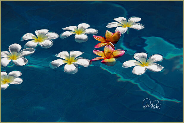 Early morning pool surprise. Flowers floating in my pool. Carefully redirected some of the flowers and two bonus colored frangipanis among them with nature's harmony.  Stretched Canvas with floating frame. 