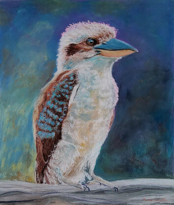 a beauty of an Australian native bird of the kingfisher family is our Kookaburra which every now and then bring a smile to ones face, hearing their laughter