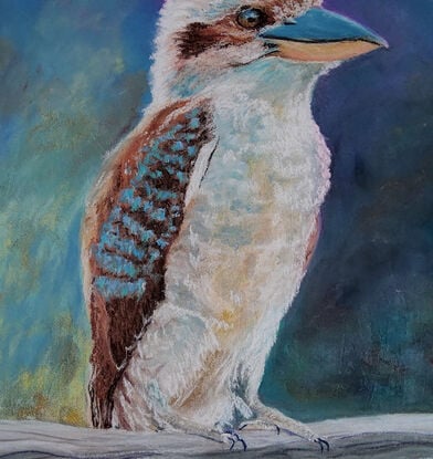 a beauty of an Australian native bird of the kingfisher family is our Kookaburra which every now and then bring a smile to ones face, hearing their laughter