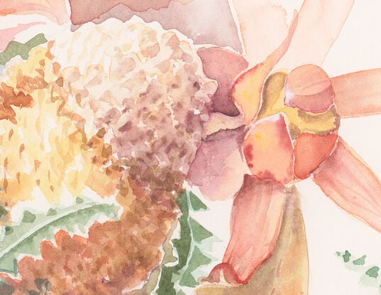 Watercolour painting of a Banksia and Leucodendrons