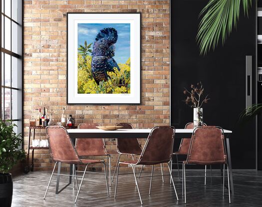 Black Cockatoo perched in yellow wattle tree with blue sky background