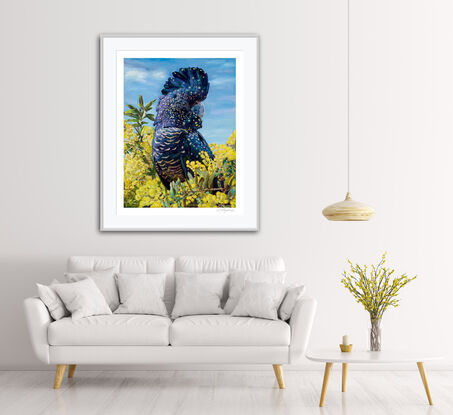 Black Cockatoo perched in yellow wattle tree with blue sky background