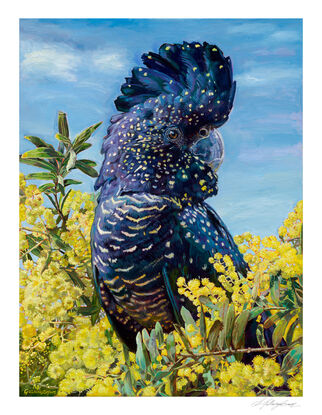 Black Cockatoo perched in yellow wattle tree with blue sky background