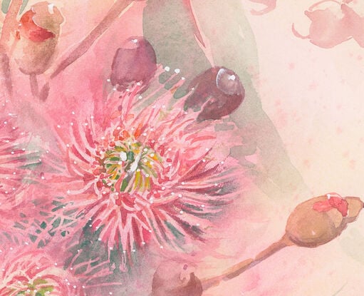 Watercolour painting of large atmospheric pink gum blossoms and leaves