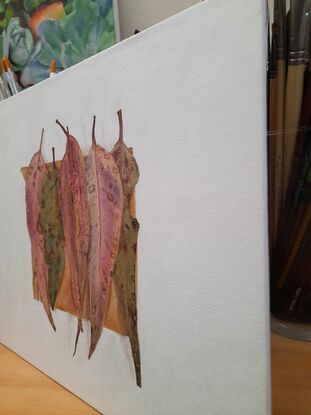 Six decaying eucalyptus leaves placed on a piece of cardboard against a white background.