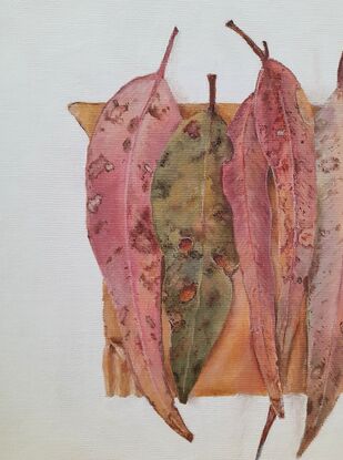 Six decaying eucalyptus leaves placed on a piece of cardboard against a white background.