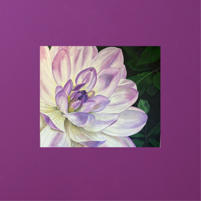 This is a soft white dahlia with lilac tips painted in close focus