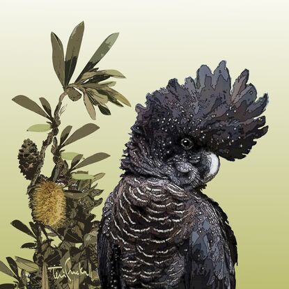 Often seen in banksia trees these magnificent birds are a favourite as they fly majestically across the landscape.