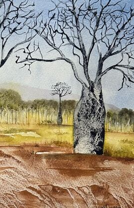 Boab Trees on red earth with blue sky and distant mountain and scrub part of an Australian landscape 