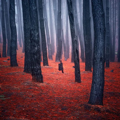 Burned Forest in the Adelaide Hills