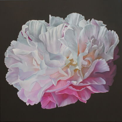 A single white and pink peony on a black background