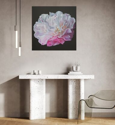 A single white and pink peony on a black background