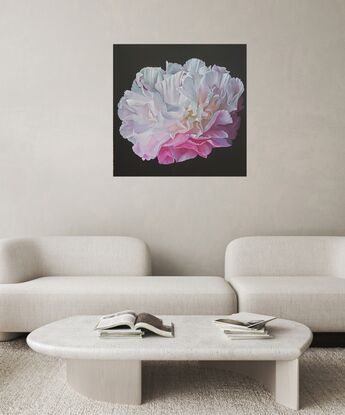 A single white and pink peony on a black background