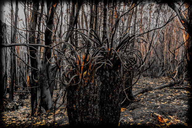 A photo captured in South West National Park, Tasmania, after fire.  Orange scars are revealed through the weight of gentle rain sloughing ashy layers from remaining burned trees. Trunks appear molten, melted. Blackened and curled tendrils provide relief from the tired lines of a destroyed forest showing no sign of recovery.