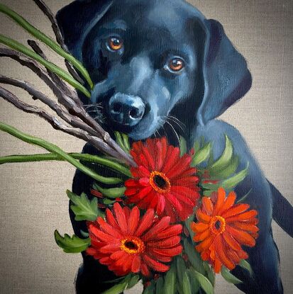 A black labrador puppy holding a bunch of red gerberas