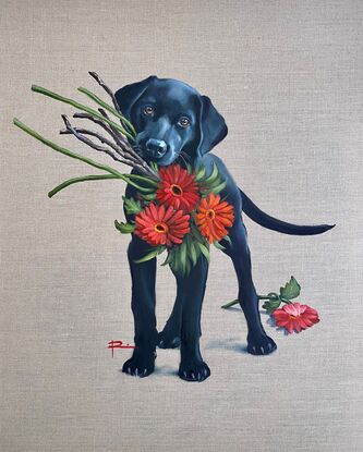 A black labrador puppy holding a bunch of red gerberas