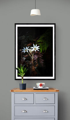 These white Flannel flowers were photographed in situ at Kattang Nature Reserve, near Dunbogan, NSW. They are visible against a dark shadowed, black background, and surrounded by green and brown ferns.