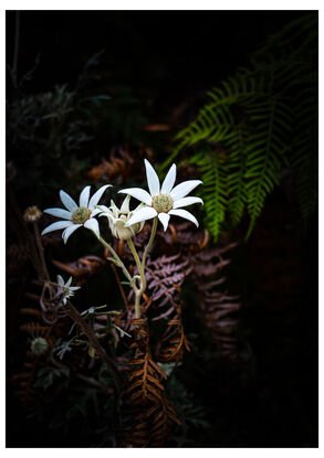 These white Flannel flowers were photographed in situ at Kattang Nature Reserve, near Dunbogan, NSW. They are visible against a dark shadowed, black background, and surrounded by green and brown ferns.